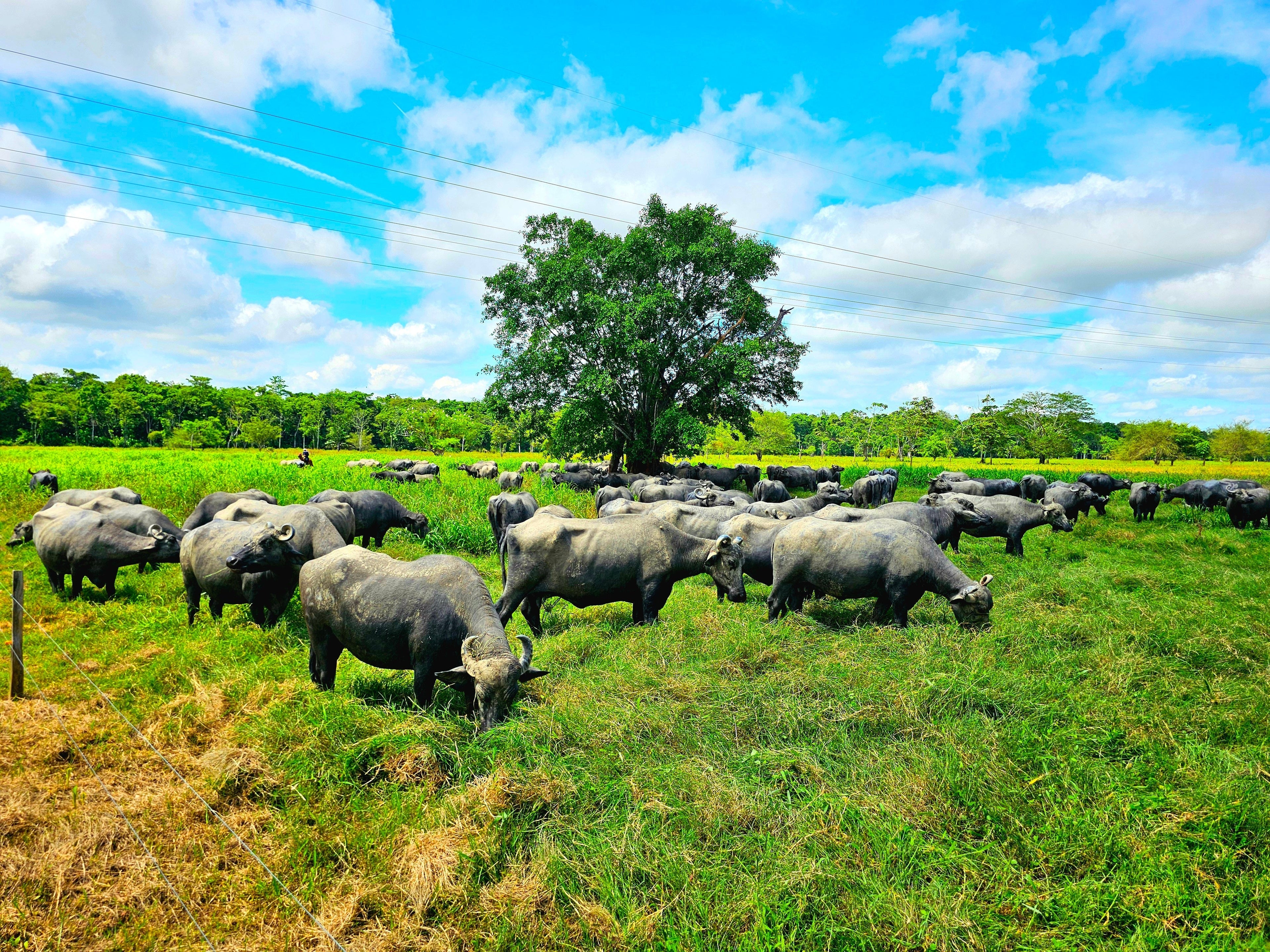 Sabana de Torres mueve el negocio bufalero: más de 20.000 animales comercializados