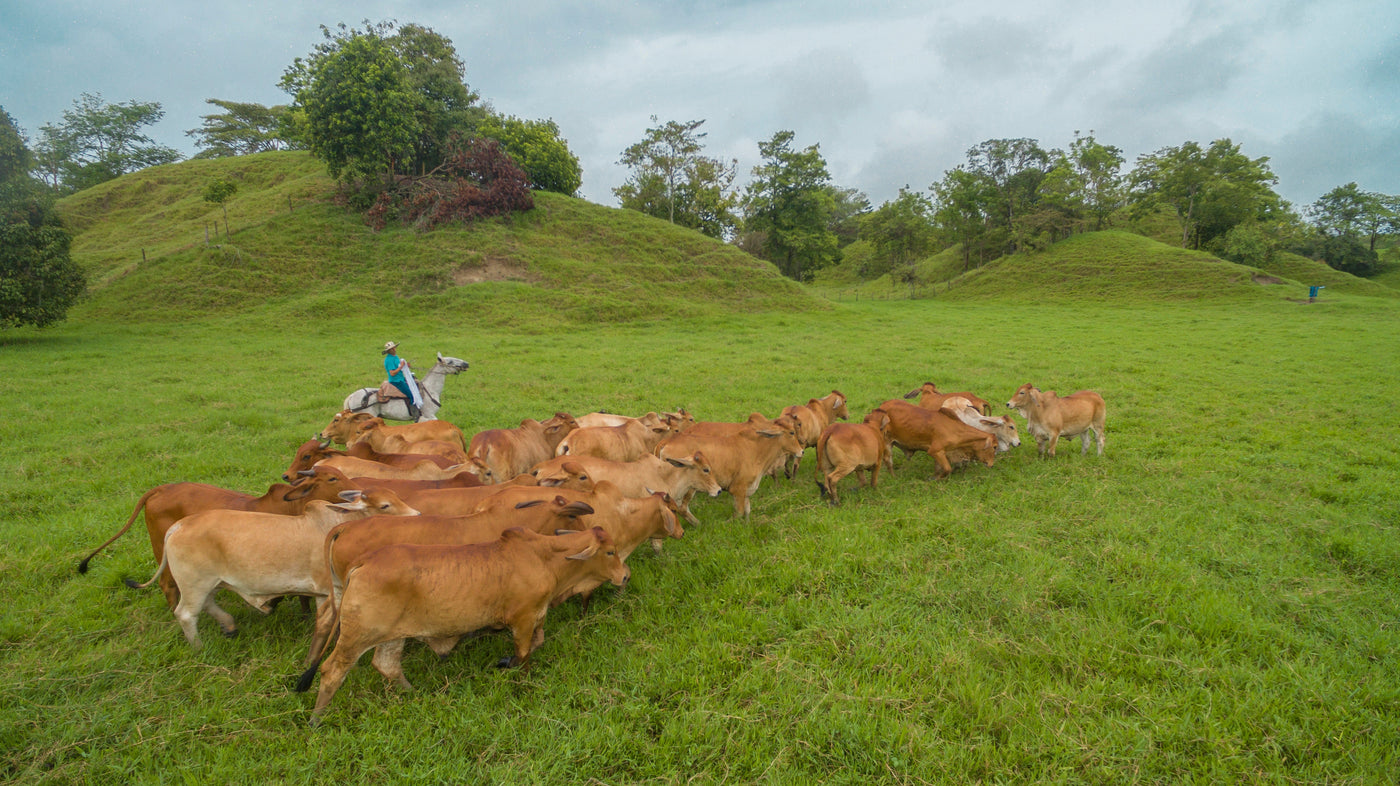El fin de la "carne barata": ¿Qué significa esto para el precio del ganado en 2026?
