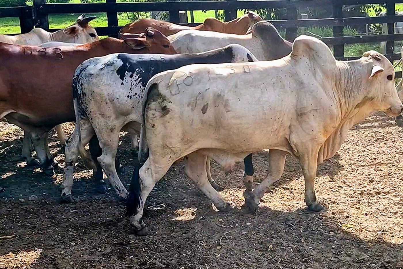 DEL POTRERO AL COMPRADOR: SUGABERRIO REALIZARÁ SU SEXTA SUBASTA VIRTUAL DE GANADO GORDO
