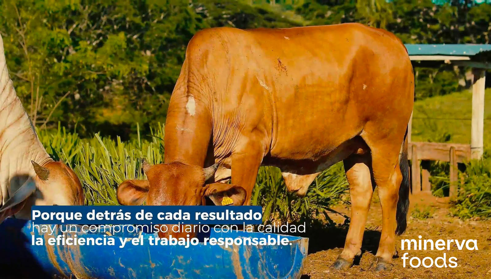 ¿Cómo enfrentar la temporada seca? Minerva Foods presenta su Programa de Nutrición y Suplementación para fortalecer la productividad ganadera