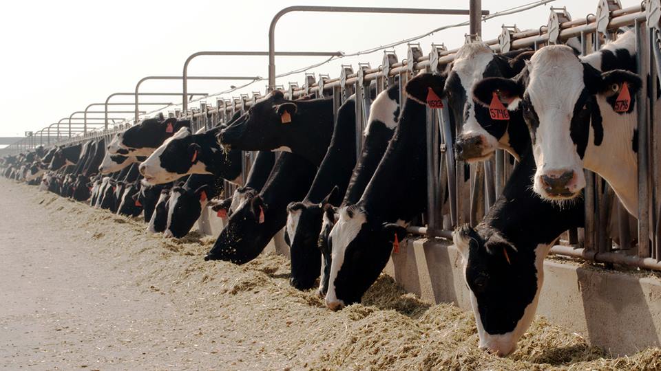 La ganaderia, el motor que mueve al campo colombiano