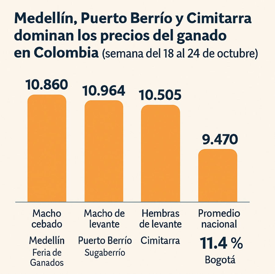 Medellín, Puerto Berrío y Cimitarra dominan los precios del ganado en Colombia