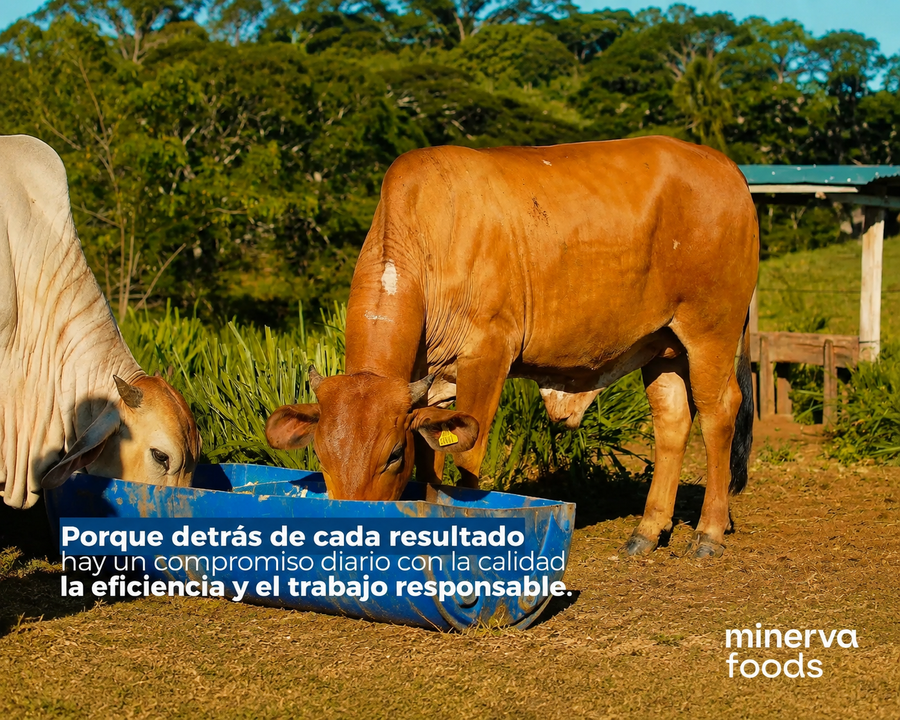 ¿Cómo enfrentar la temporada seca? Minerva Foods presenta su Programa de Nutrición y Suplementación para fortalecer la productividad ganadera