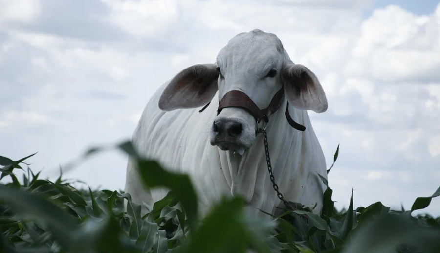 Suplementación Estratégica para Época de Verano